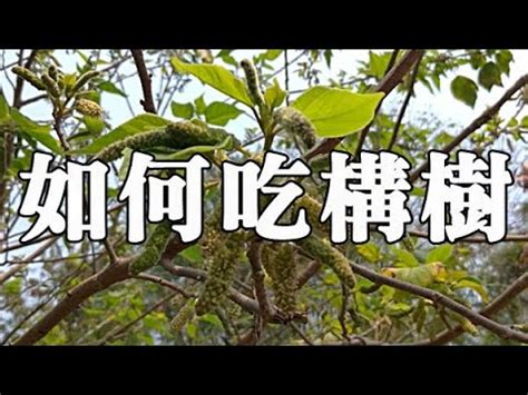 鹿仔入藥構樹功效|松竹軒的藝境 